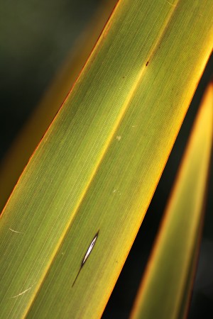Long Leaf